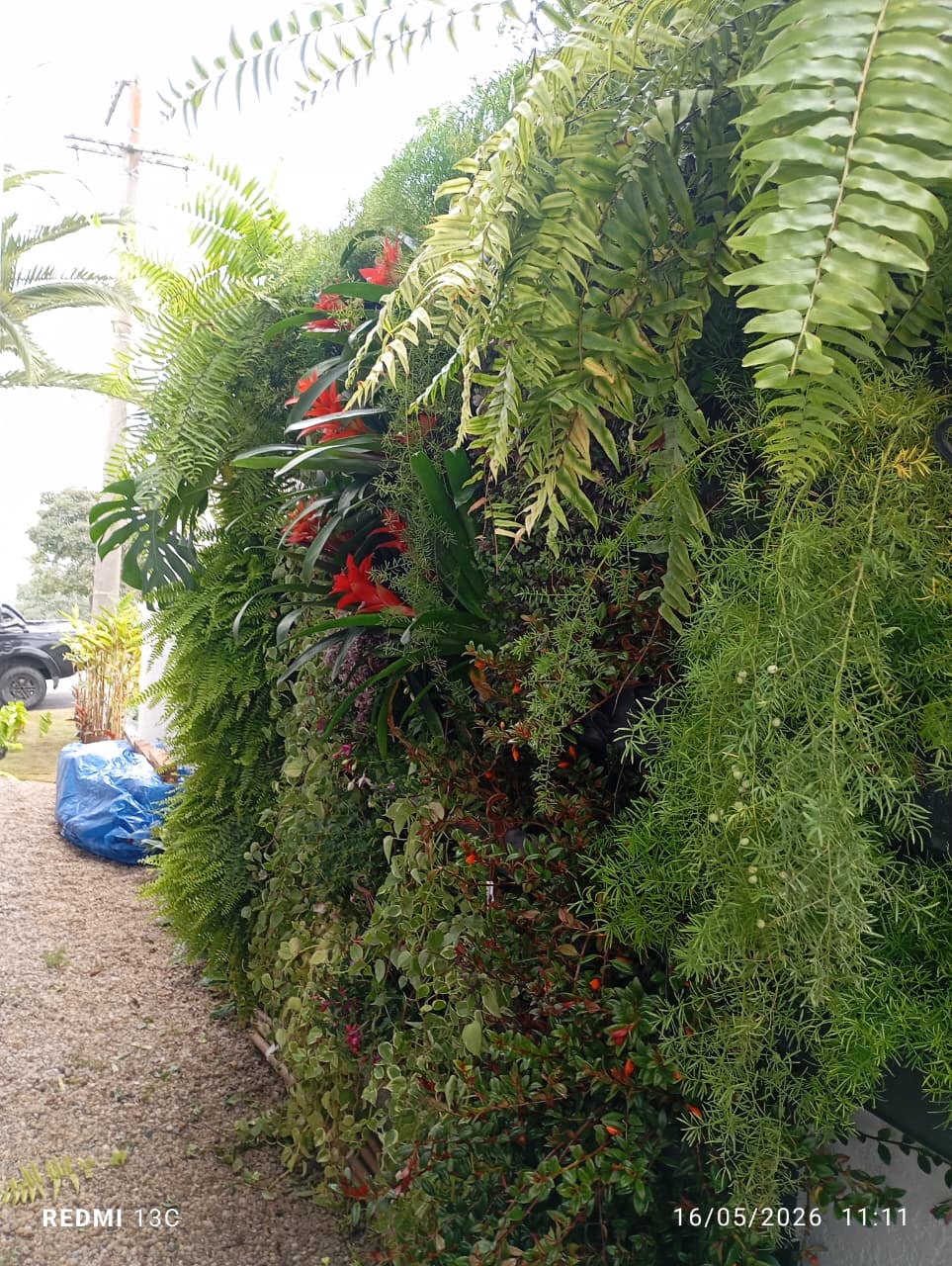 Cerca viva e plantas ornamentais em área externa